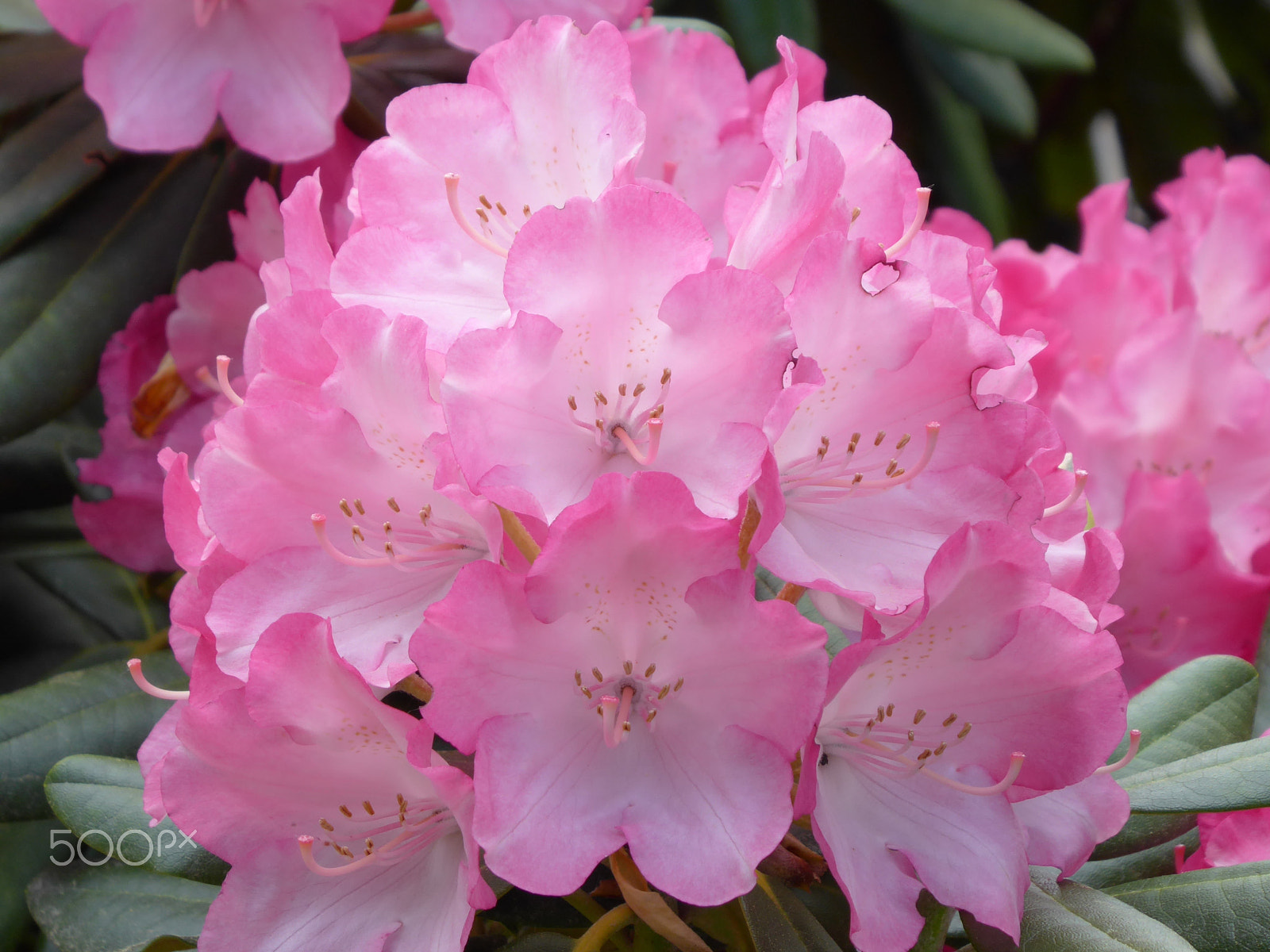 Panasonic DMC-TZ71 sample photo. Macro shot of pink flower. photography