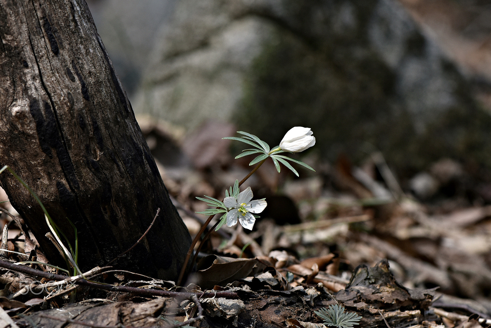 Nikon D810 + Nikon AF-S Micro-Nikkor 105mm F2.8G IF-ED VR sample photo. Two kinds of wildflowers in one place photography