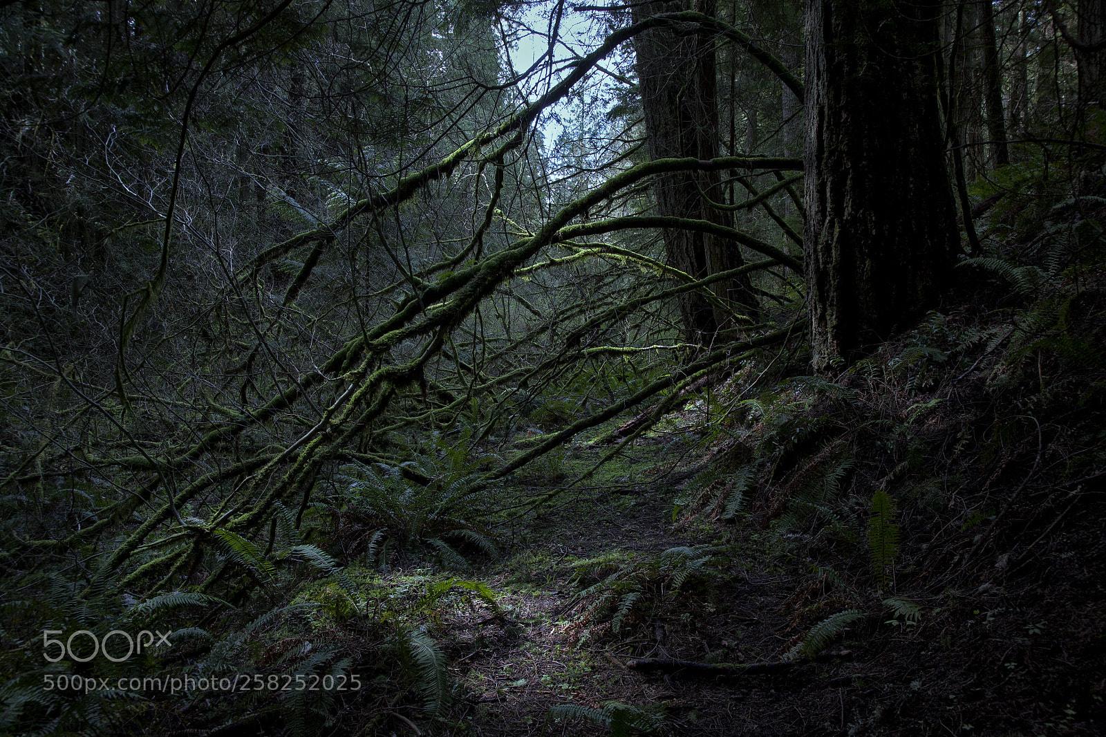 Canon EOS 5D sample photo. The deep dark woods photography
