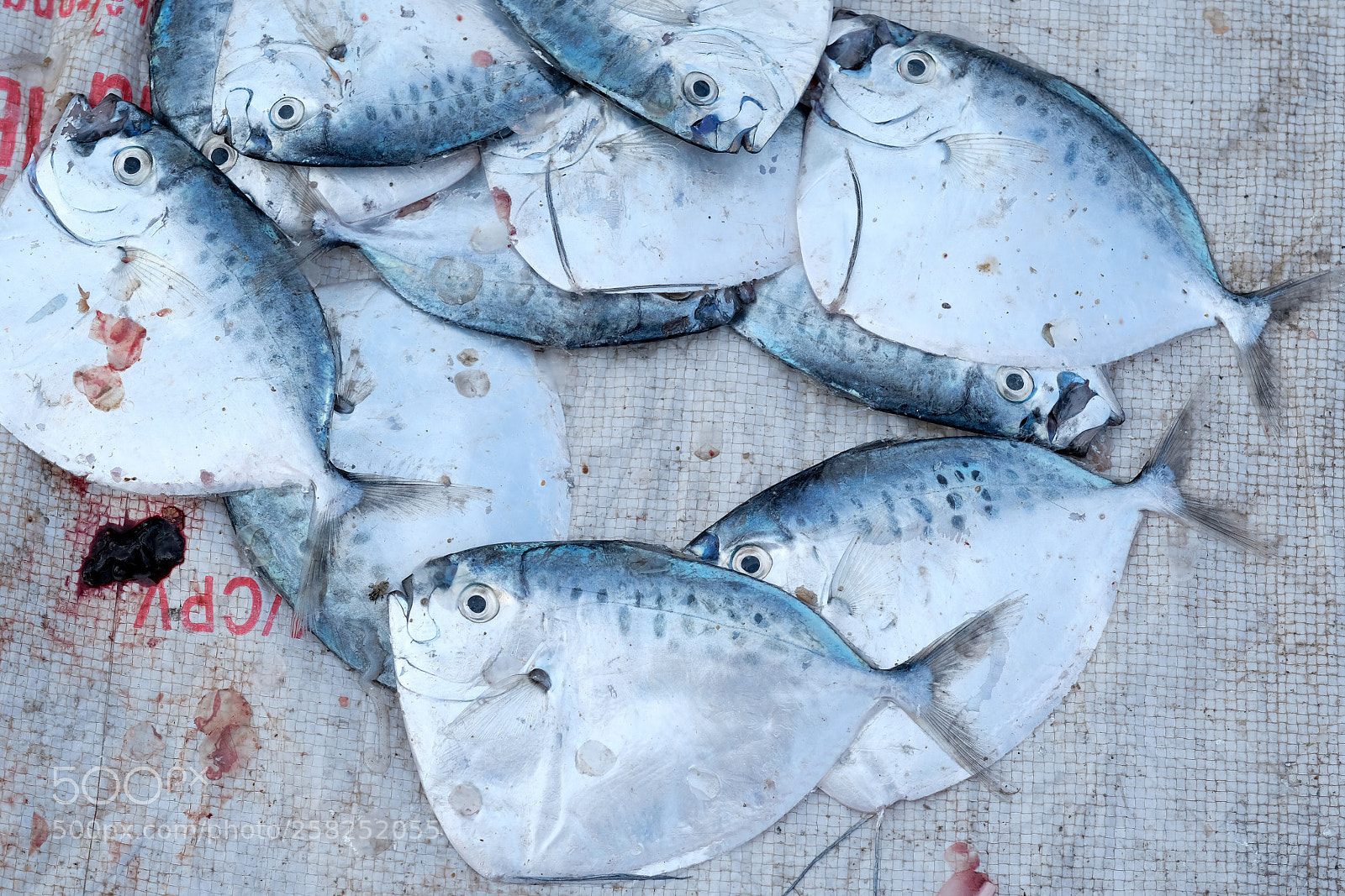 Fujifilm X-T2 sample photo. Geometric fishes photography