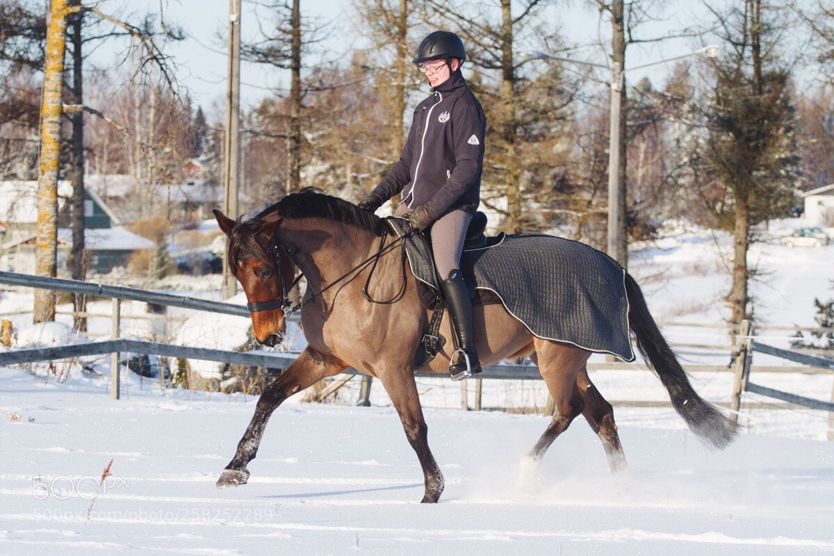 Canon EOS 7D sample photo. 14yo standardbred unknown soldier photography