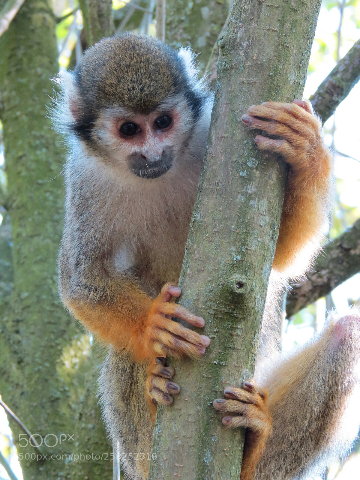 Canon PowerShot SX40 HS sample photo. Pairi daiza photography