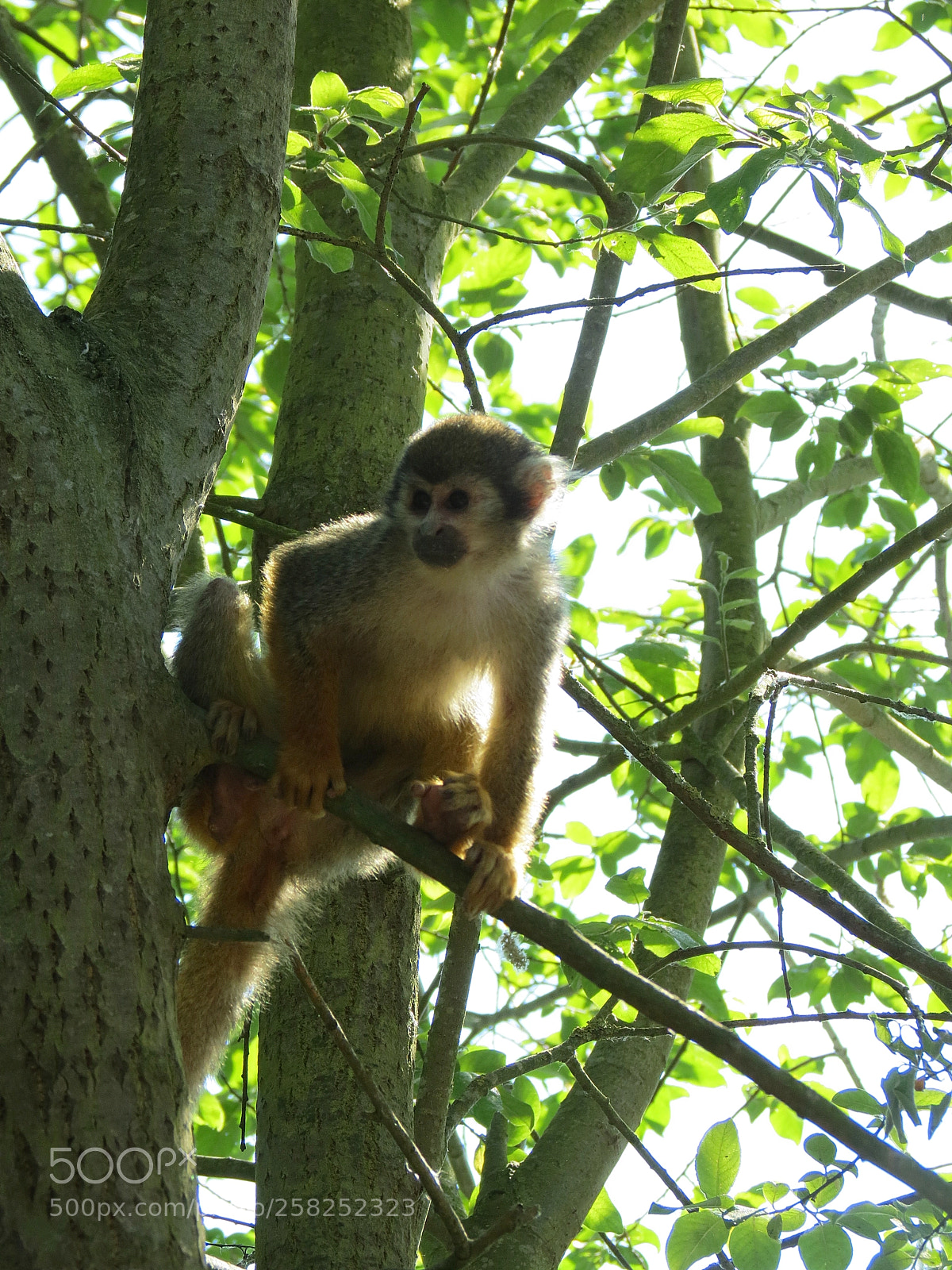 Canon PowerShot SX40 HS sample photo. Pairi daiza photography