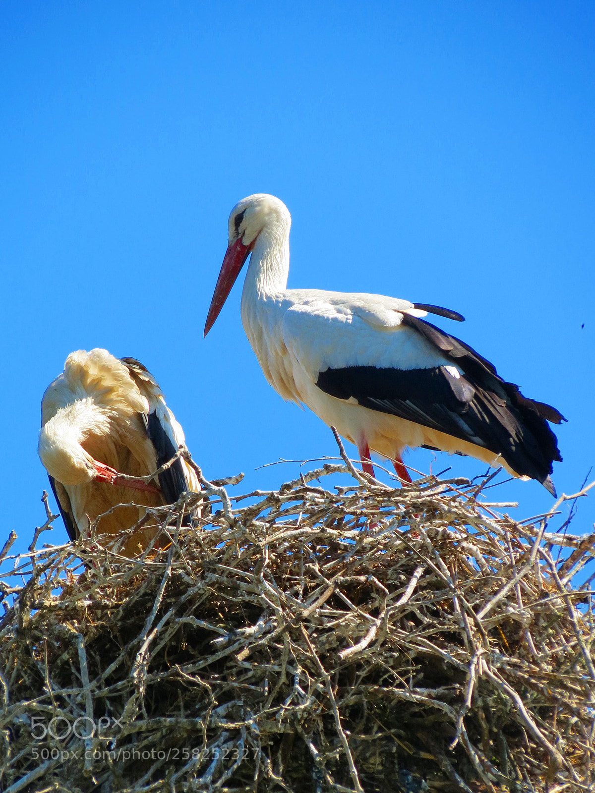 Canon PowerShot SX40 HS sample photo. Pairi daiza photography