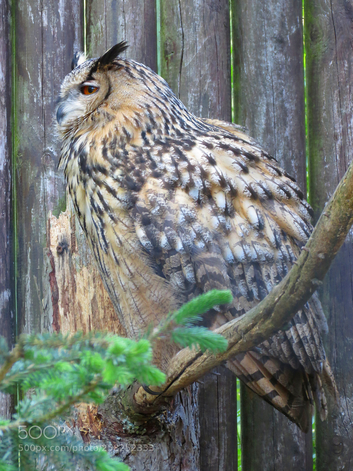 Canon PowerShot SX40 HS sample photo. Pairi daiza photography