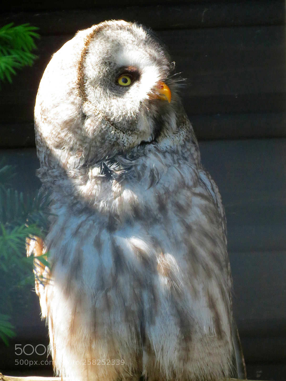 Canon PowerShot SX40 HS sample photo. Pairi daiza photography