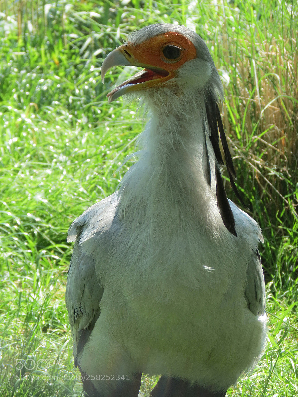 Canon PowerShot SX40 HS sample photo. Pairi daiza photography