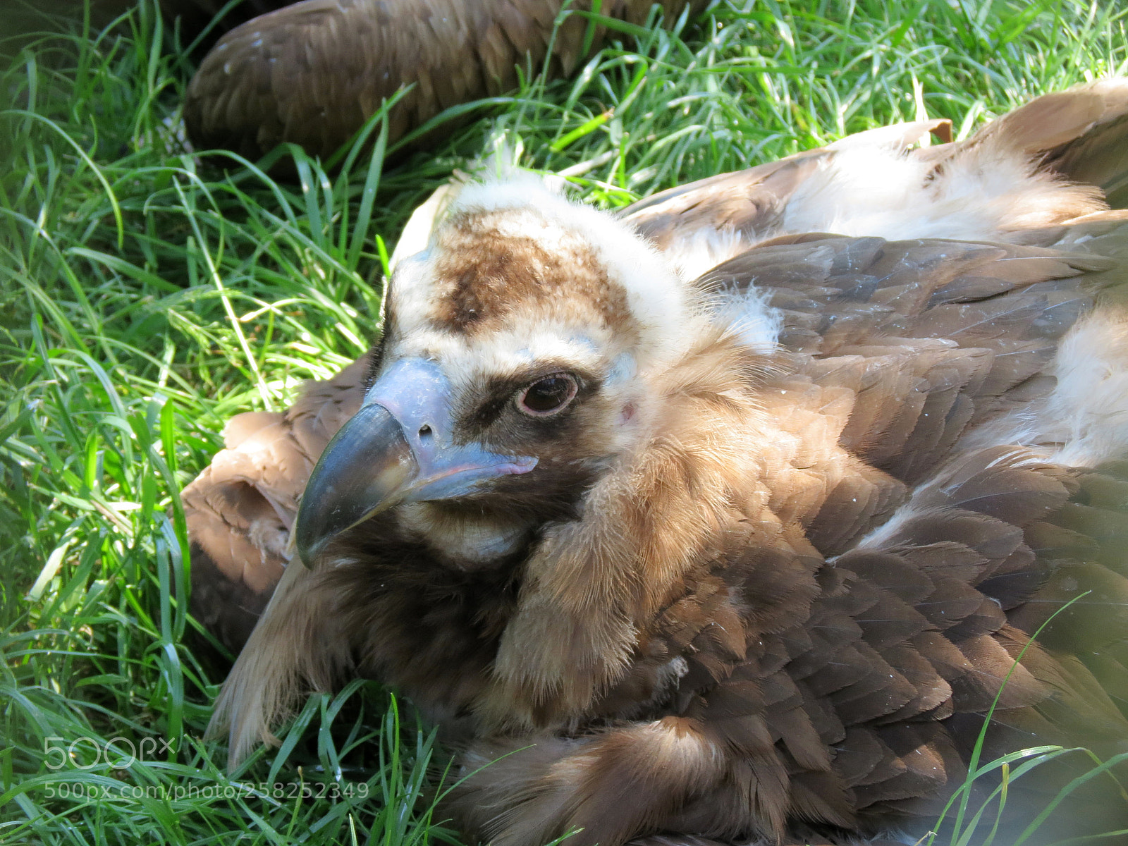 Canon PowerShot SX40 HS sample photo. Pairi daiza photography