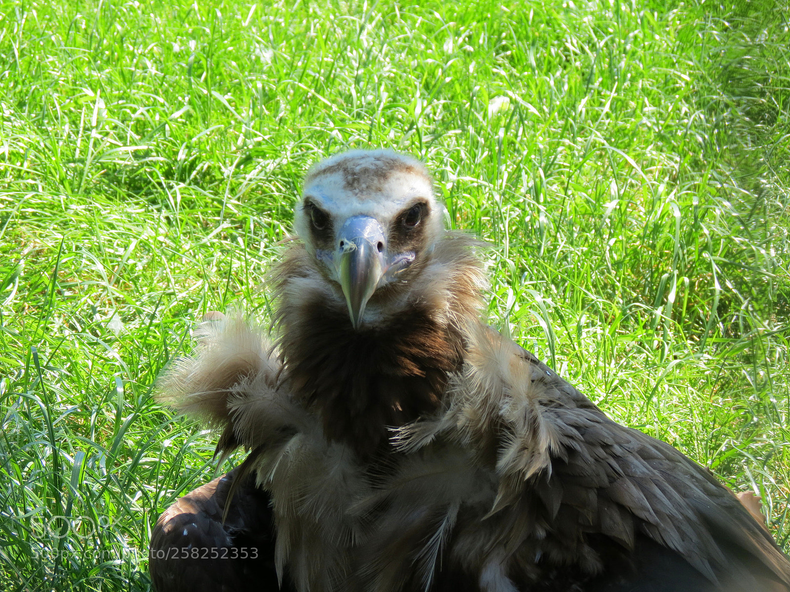 Canon PowerShot SX40 HS sample photo. Pairi daiza photography