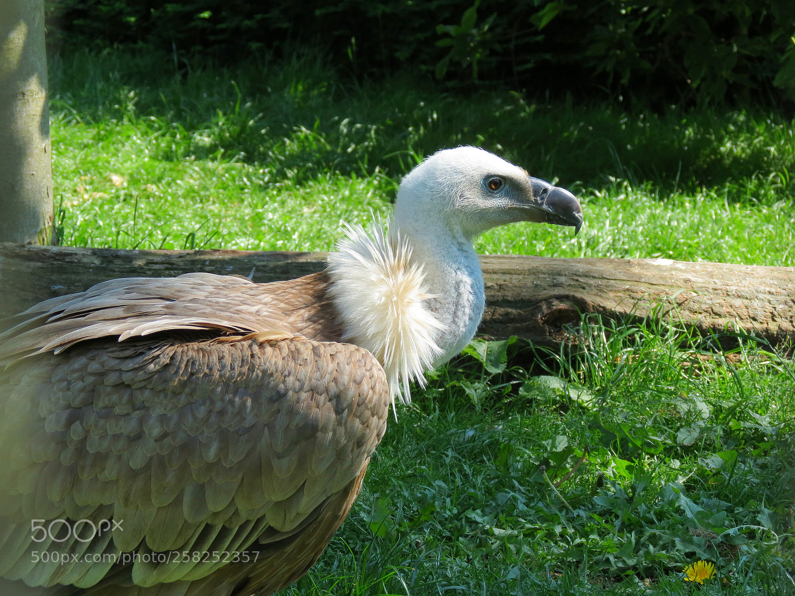 Canon PowerShot SX40 HS sample photo. Pairi daiza photography