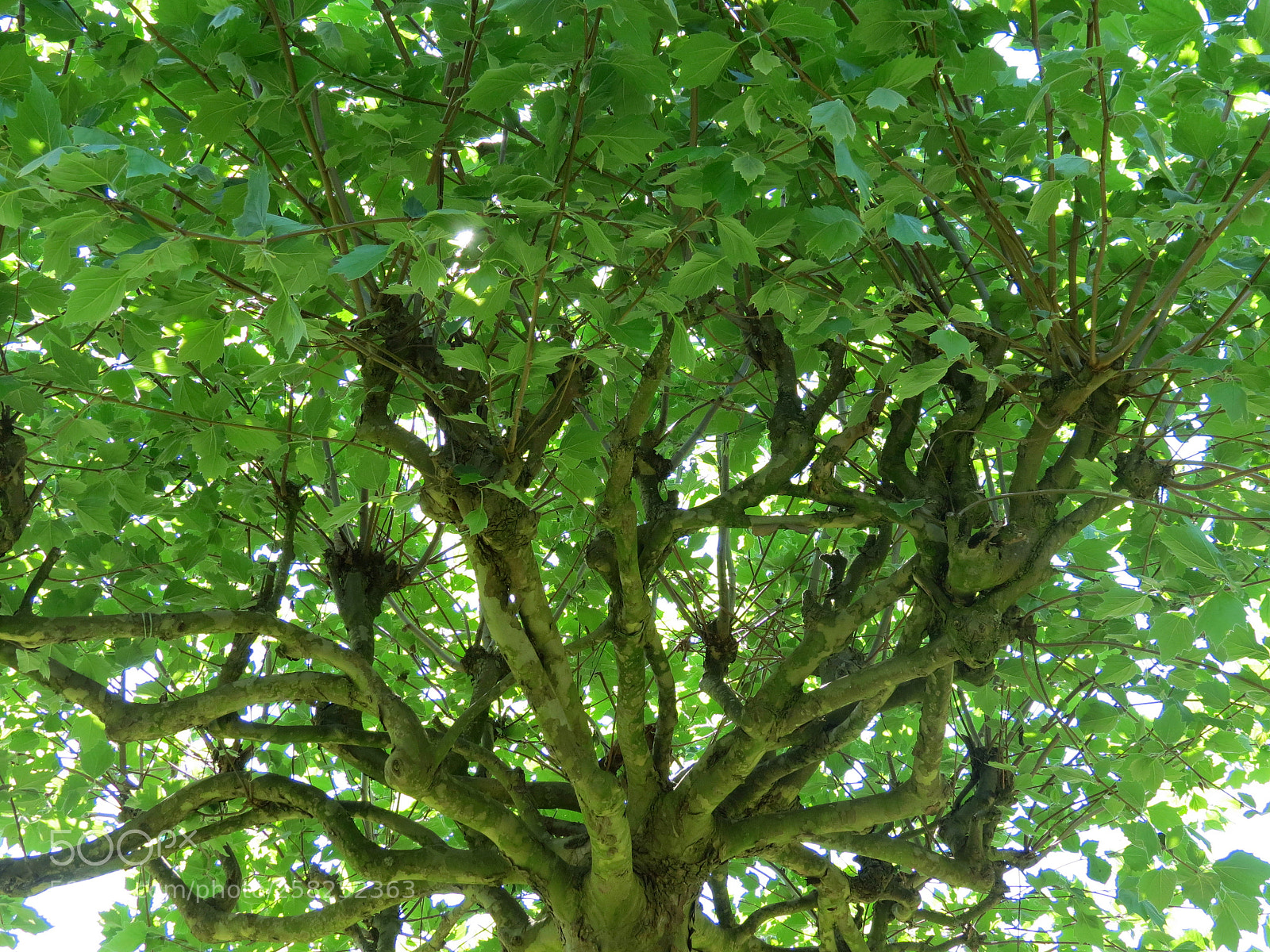 Canon PowerShot SX40 HS sample photo. Pairi daiza photography