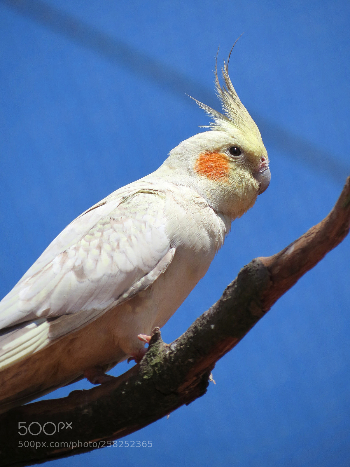 Canon PowerShot SX40 HS sample photo. Pairi daiza photography