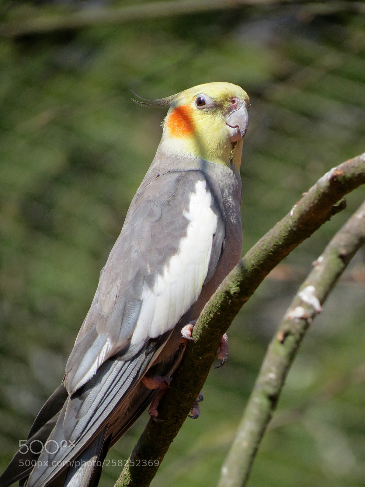 Canon PowerShot SX40 HS sample photo. Pairi daiza photography