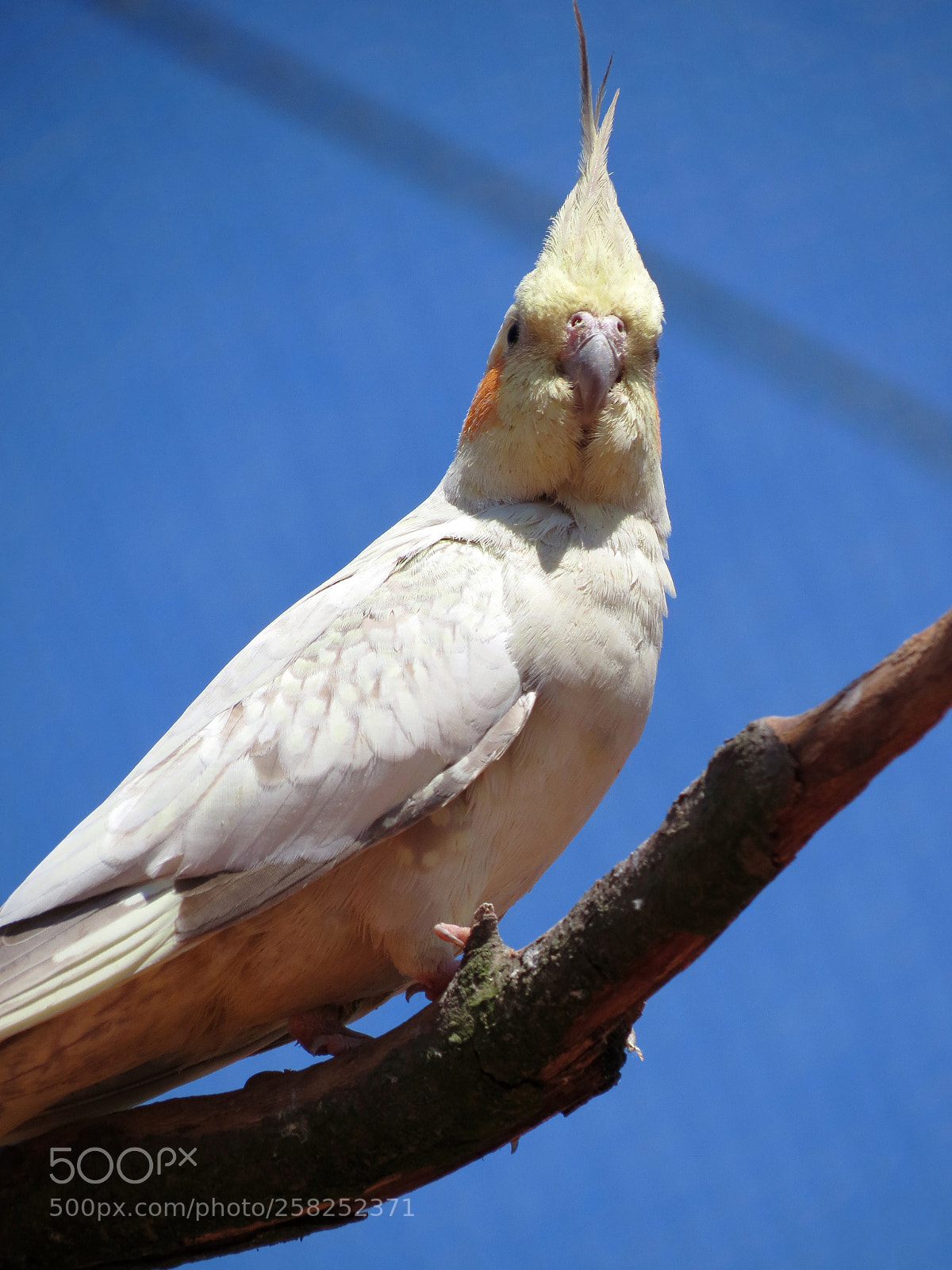 Canon PowerShot SX40 HS sample photo. Pairi daiza photography
