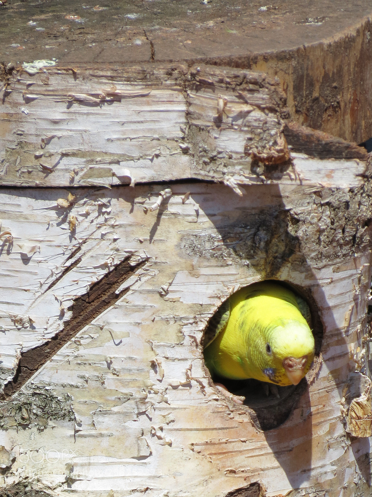 Canon PowerShot SX40 HS sample photo. Pairi daiza photography