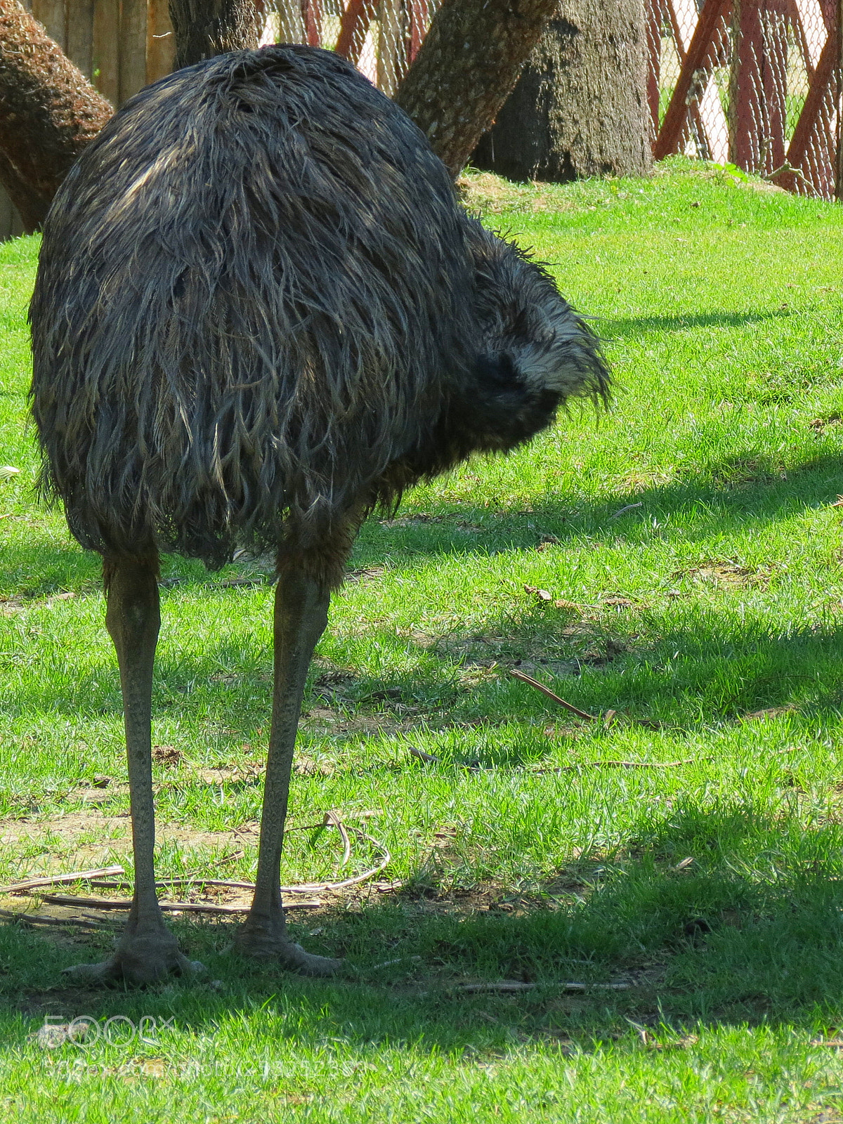 Canon PowerShot SX40 HS sample photo. Pairi daiza photography