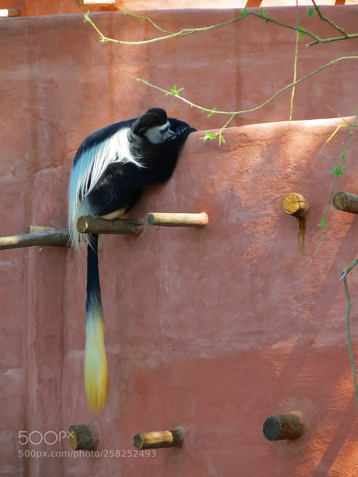 Canon PowerShot SX40 HS sample photo. Pairi daiza photography