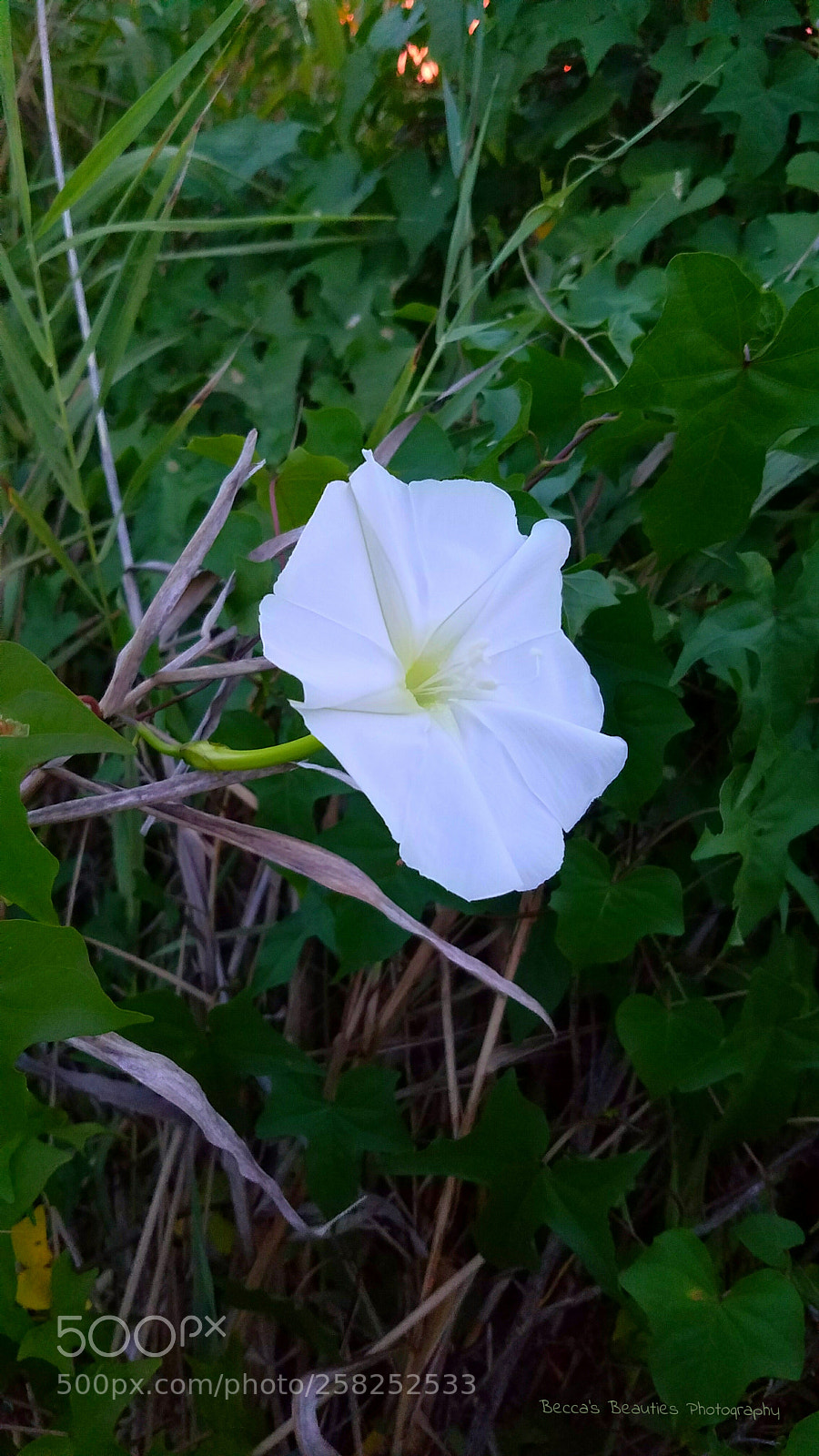 Samsung Galaxy S7 sample photo. Untitled photography
