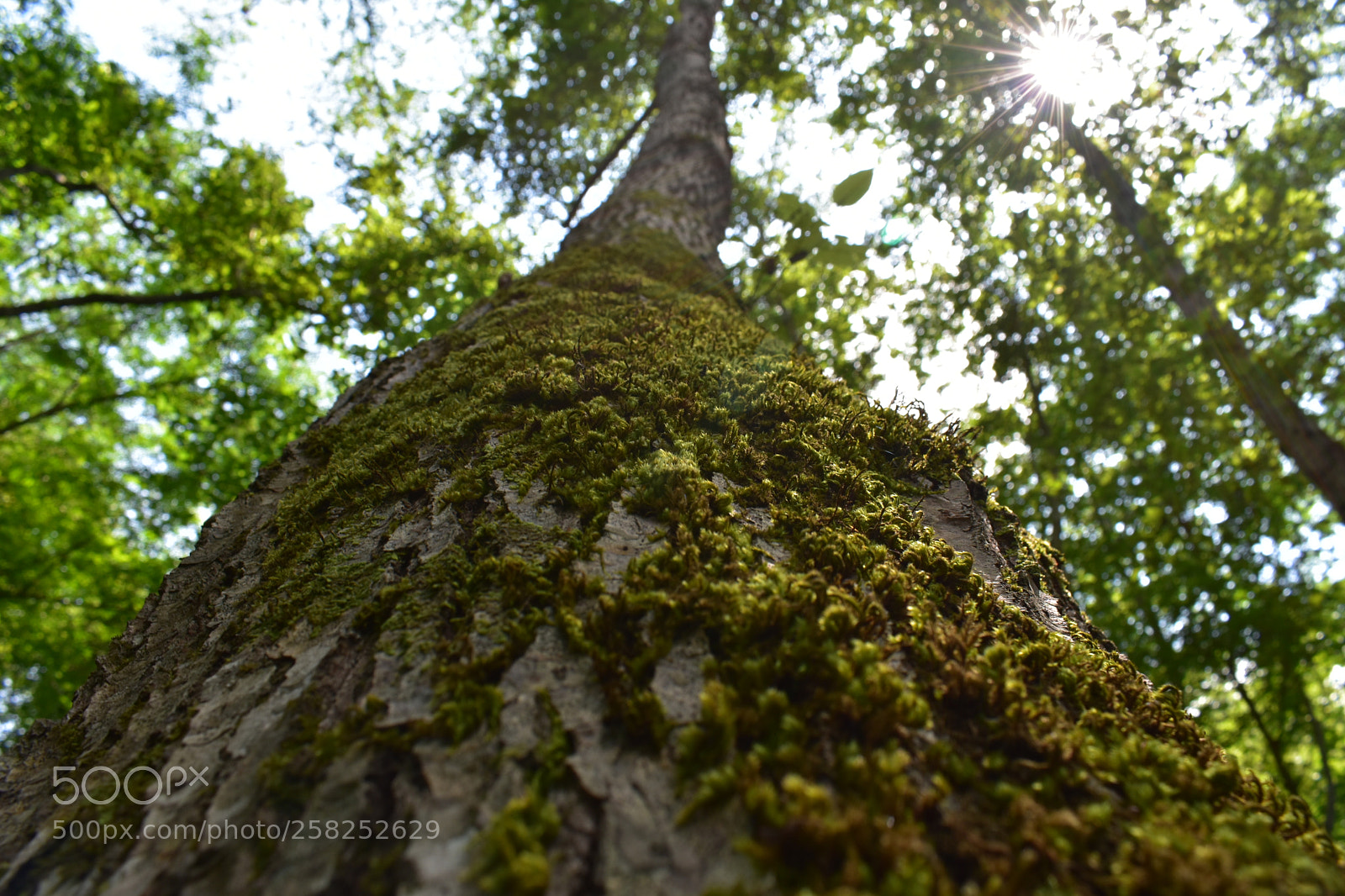 Nikon D3400 sample photo. Untitled photography