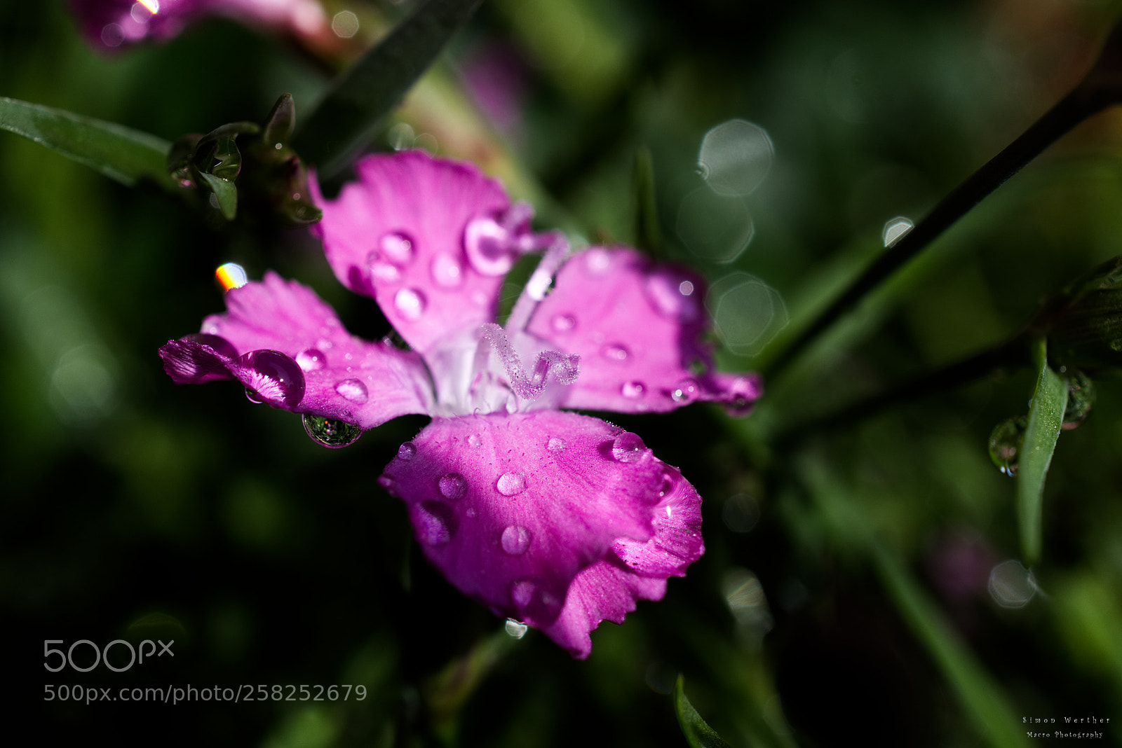 Nikon D5600 sample photo. O.t. photography