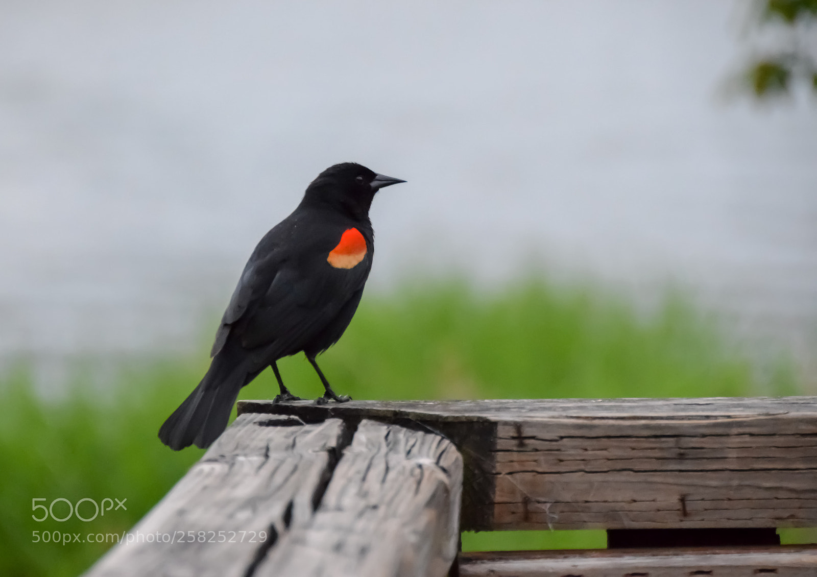 Nikon D5300 sample photo. Red-winged blackbird (agelaius phoeniceus) photography