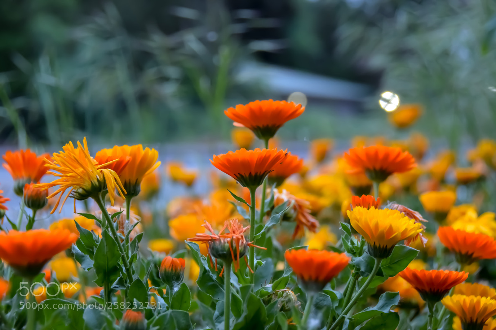 Nikon D5300 sample photo. Spring in kirkland photography