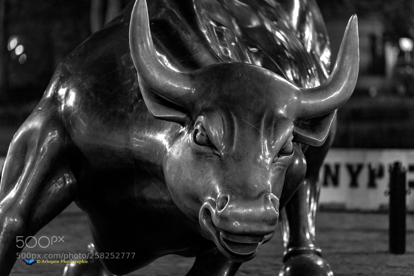 Canon EOS 5D Mark IV sample photo. The nightly charging bull photography