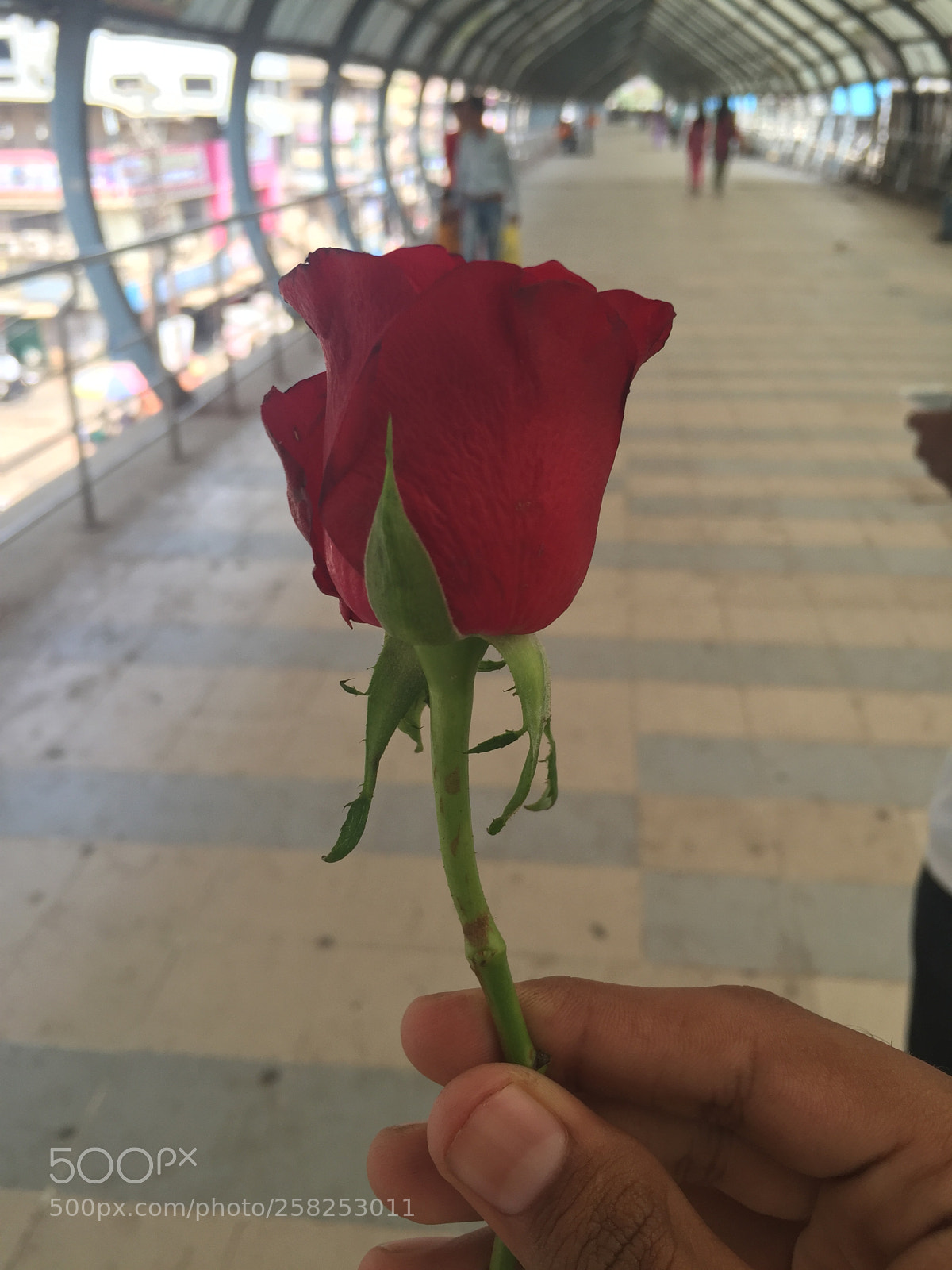 Apple iPhone 6 sample photo. Abfcc cd bcd photography