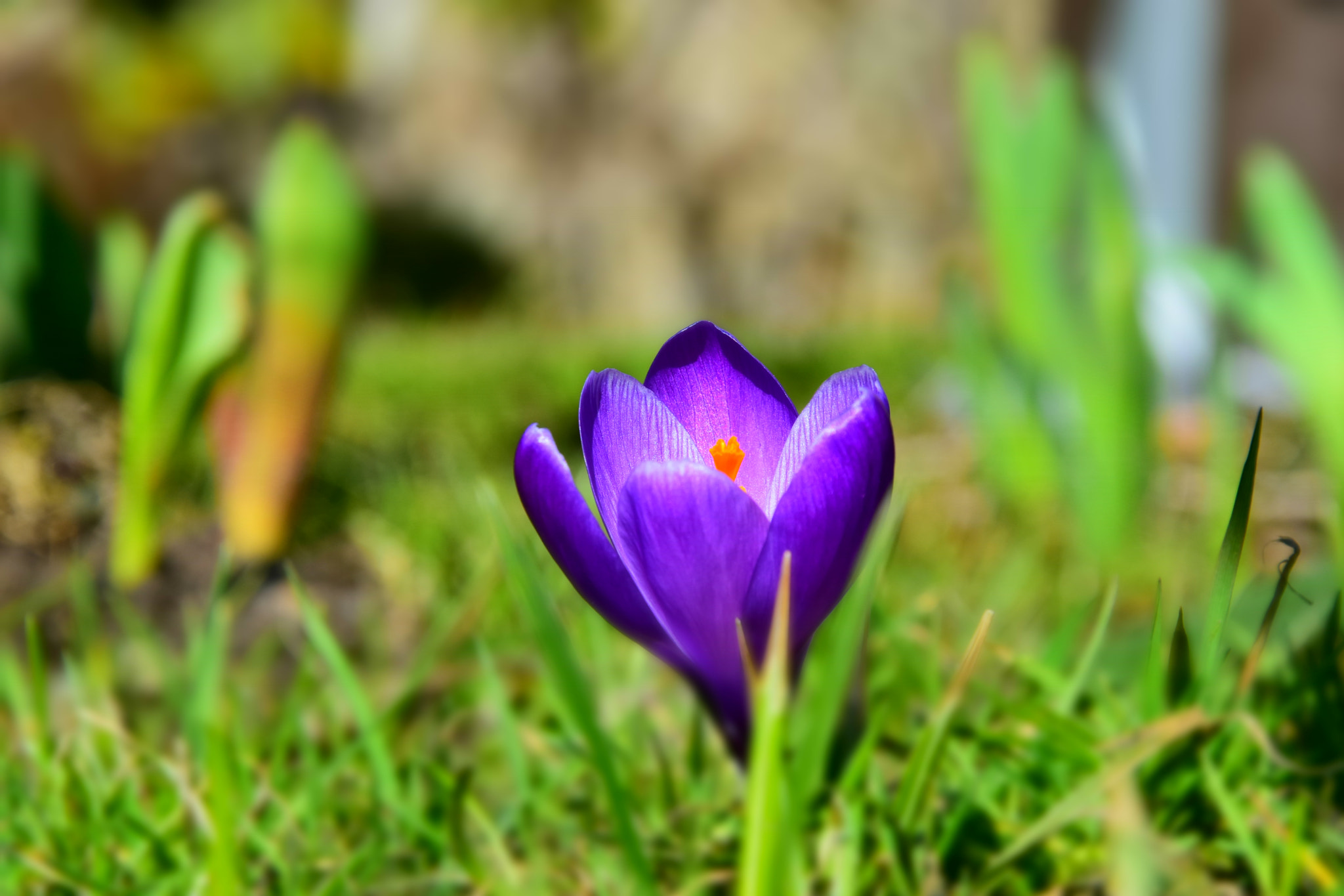 Nikon D5600 sample photo. Dsc photography