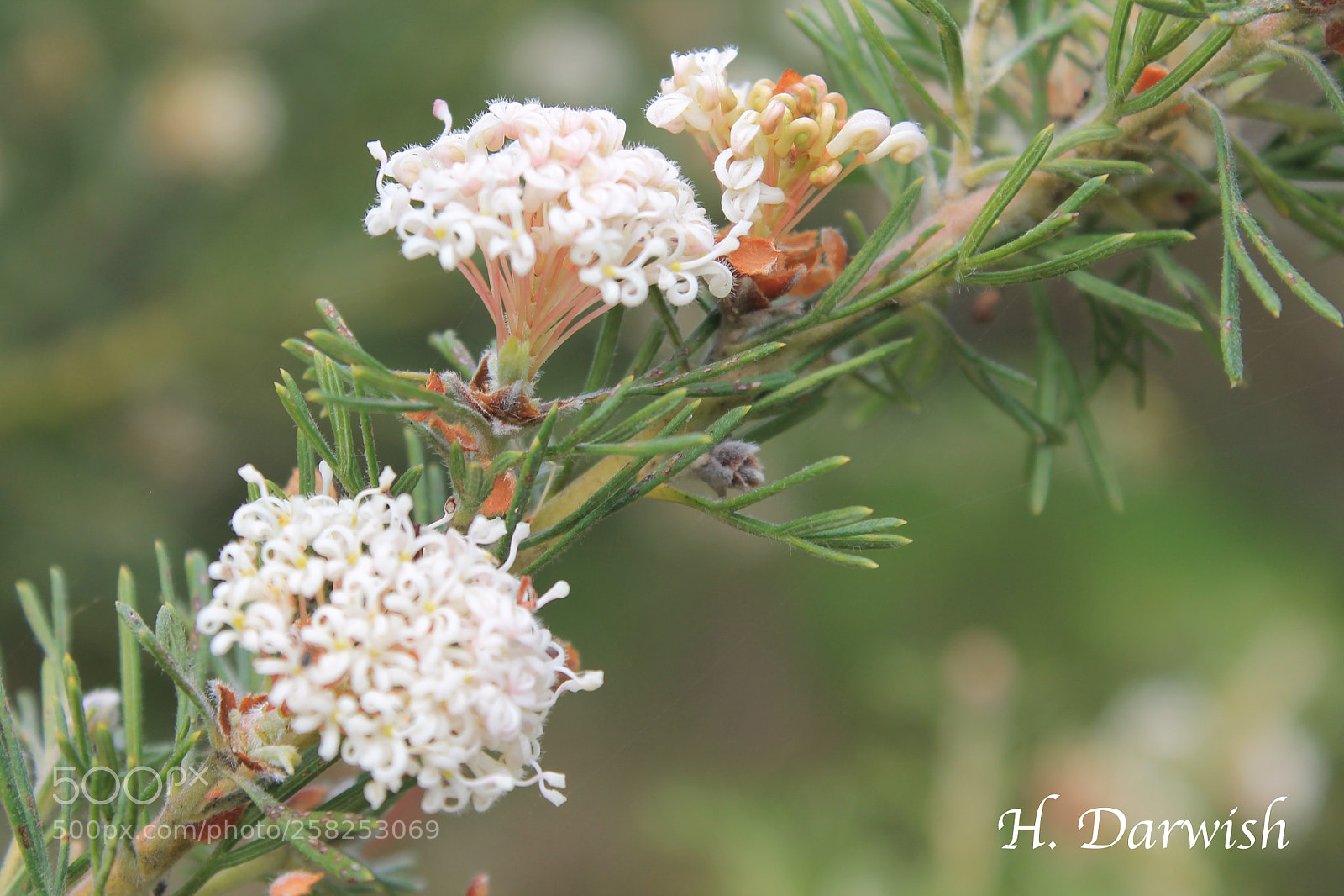 Canon EOS 1100D (EOS Rebel T3 / EOS Kiss X50) sample photo. Hakea amplexicaulis photography