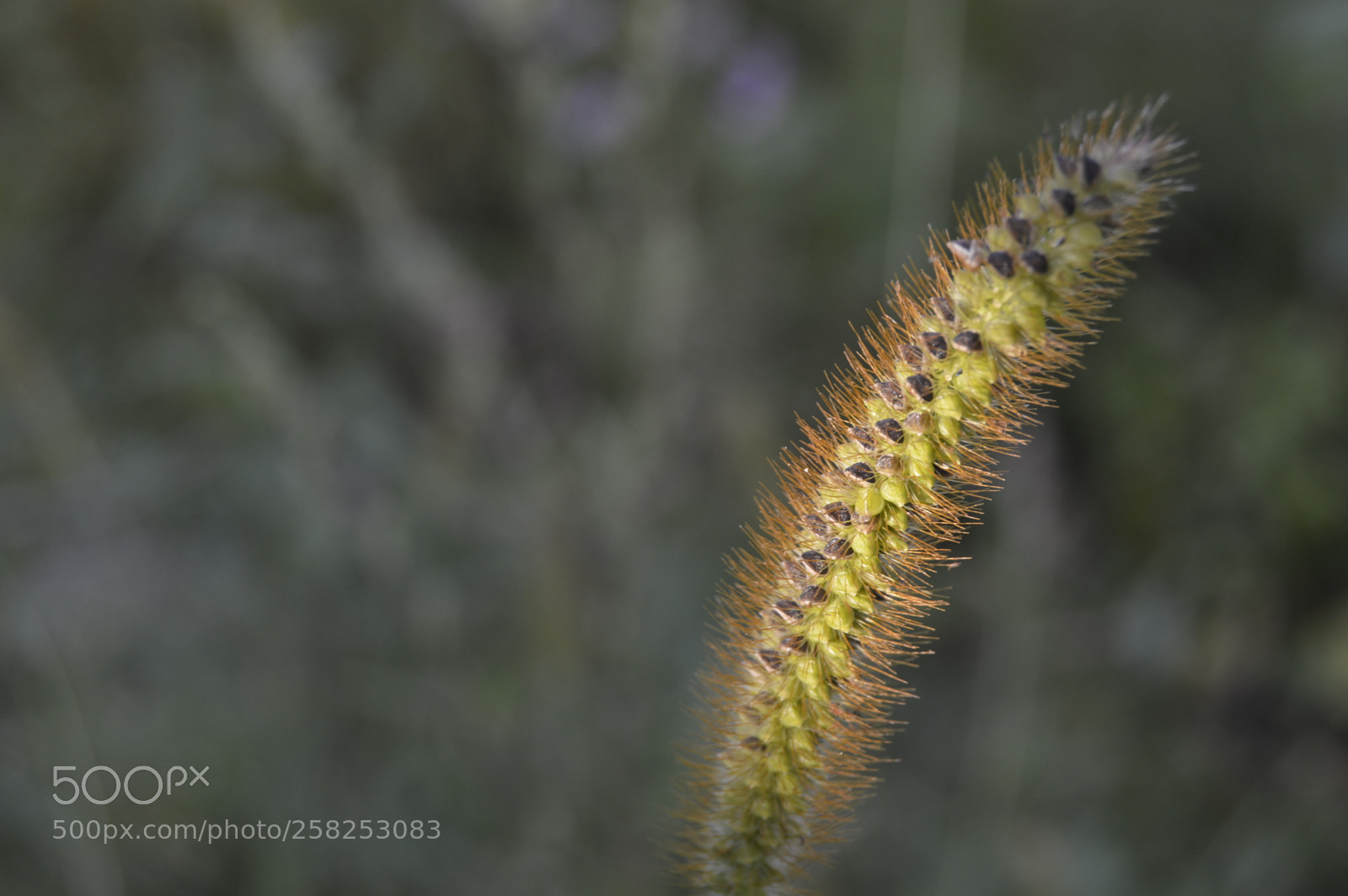 Nikon D3200 sample photo. Field grass photography