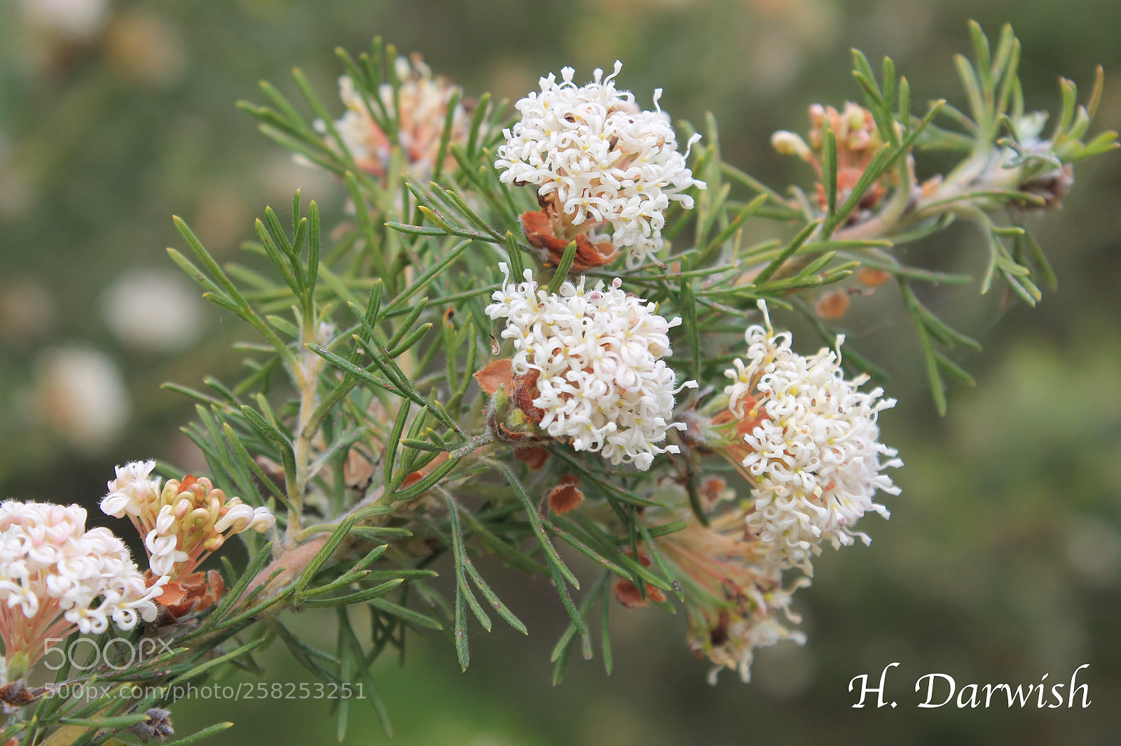 Canon EOS 1100D (EOS Rebel T3 / EOS Kiss X50) sample photo. Hakea amplexicaulis photography