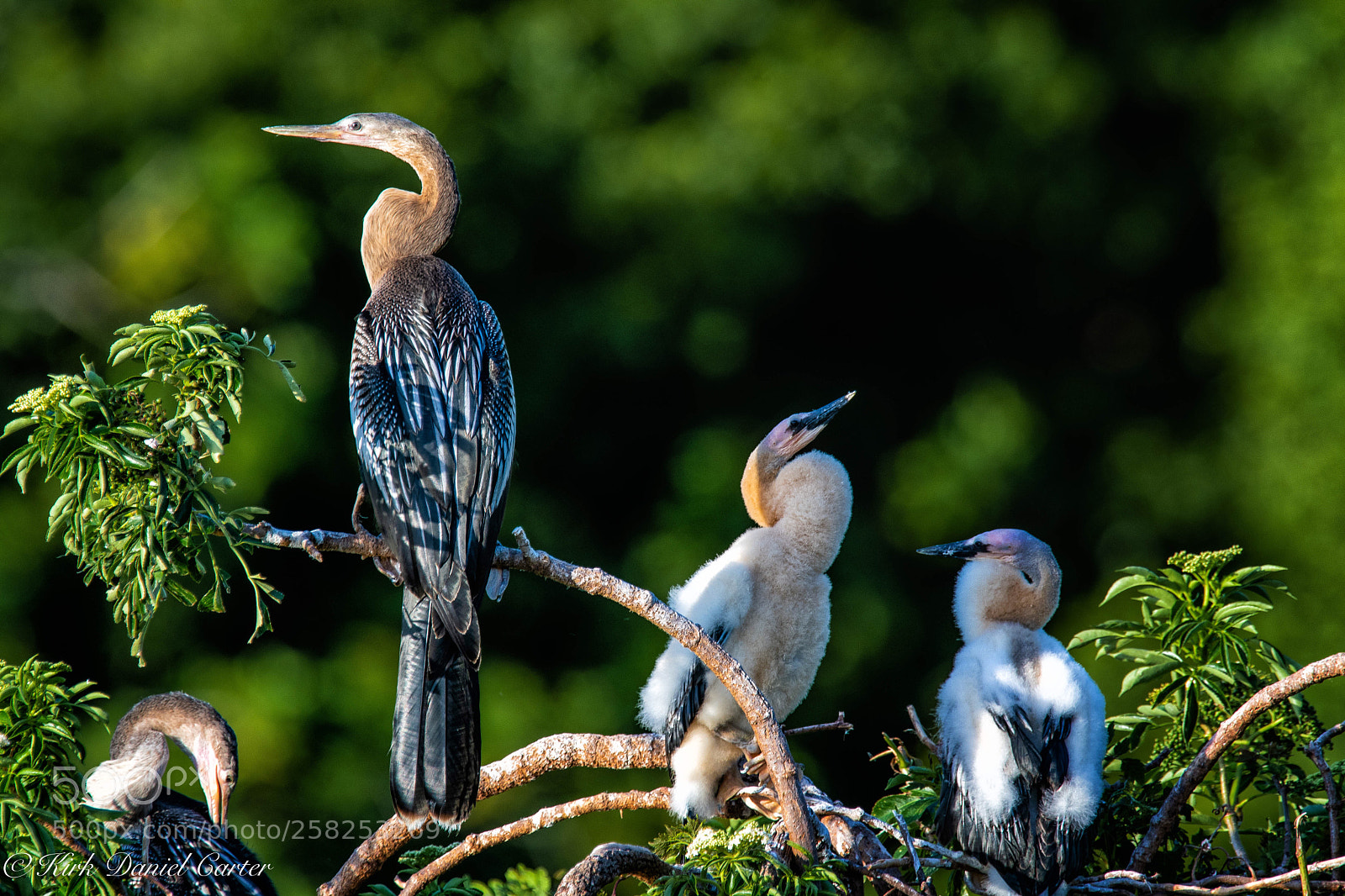 Nikon D500 sample photo. Anhinga with chicks photography