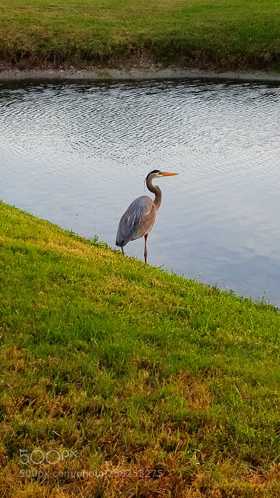 Samsung Galaxy S7 sample photo. Untitled photography