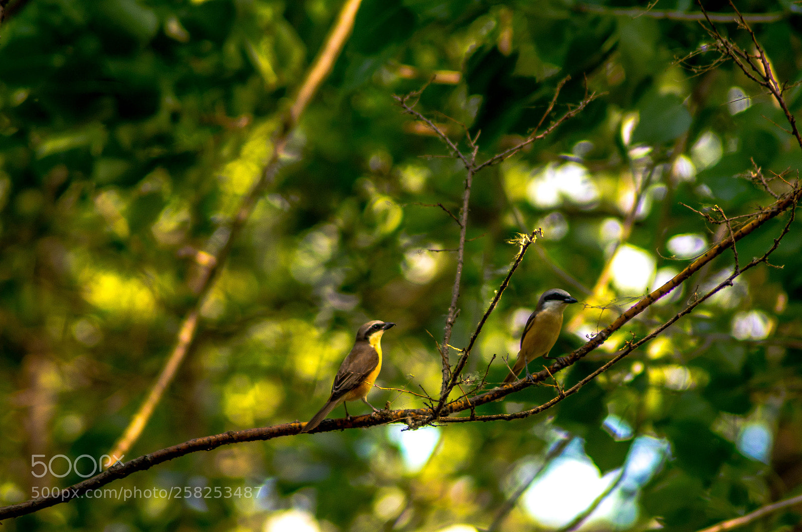 Nikon D5500 sample photo. Birds of a feather photography
