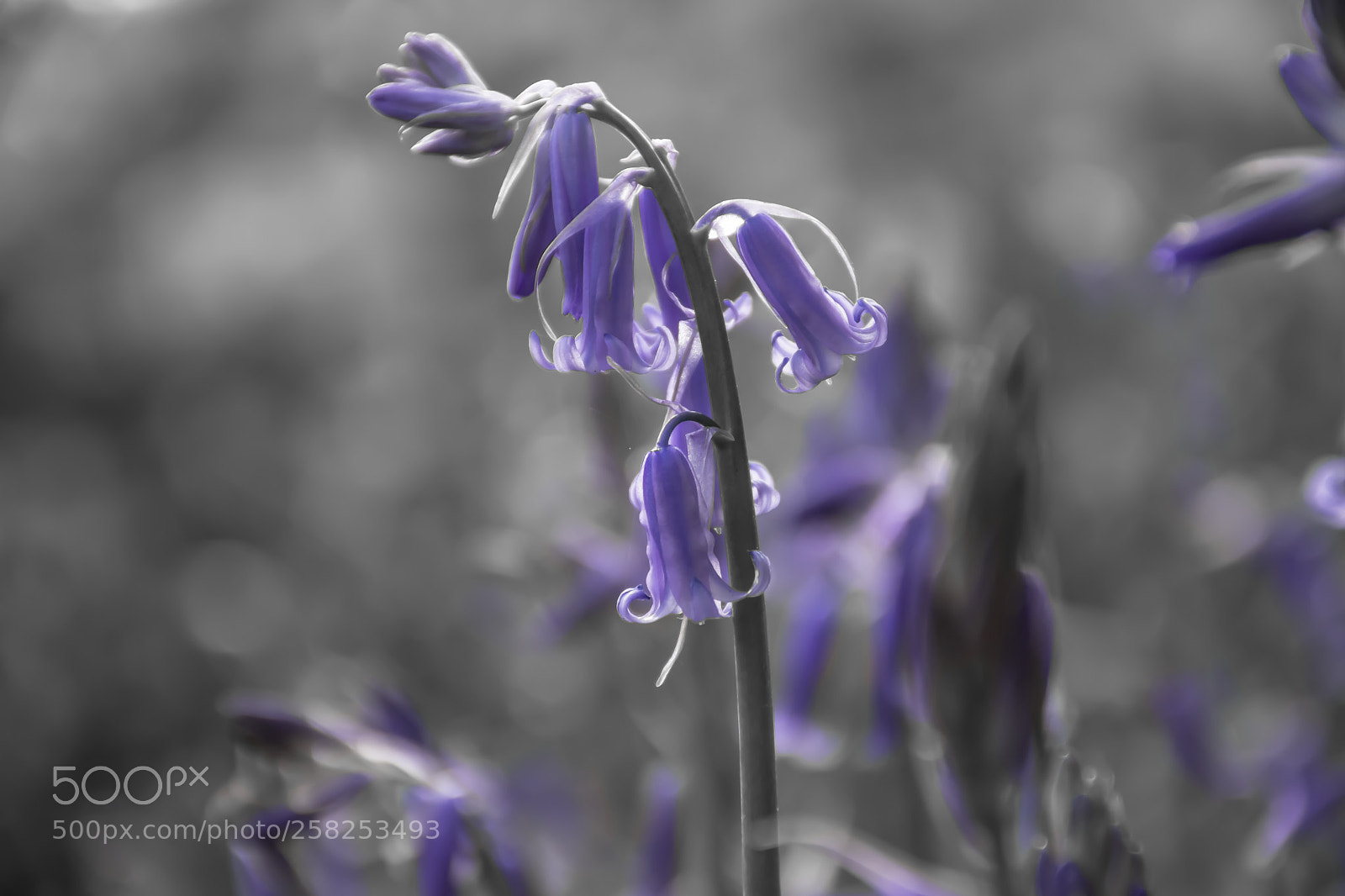 Nikon D7200 sample photo. Bluebells blossom photography