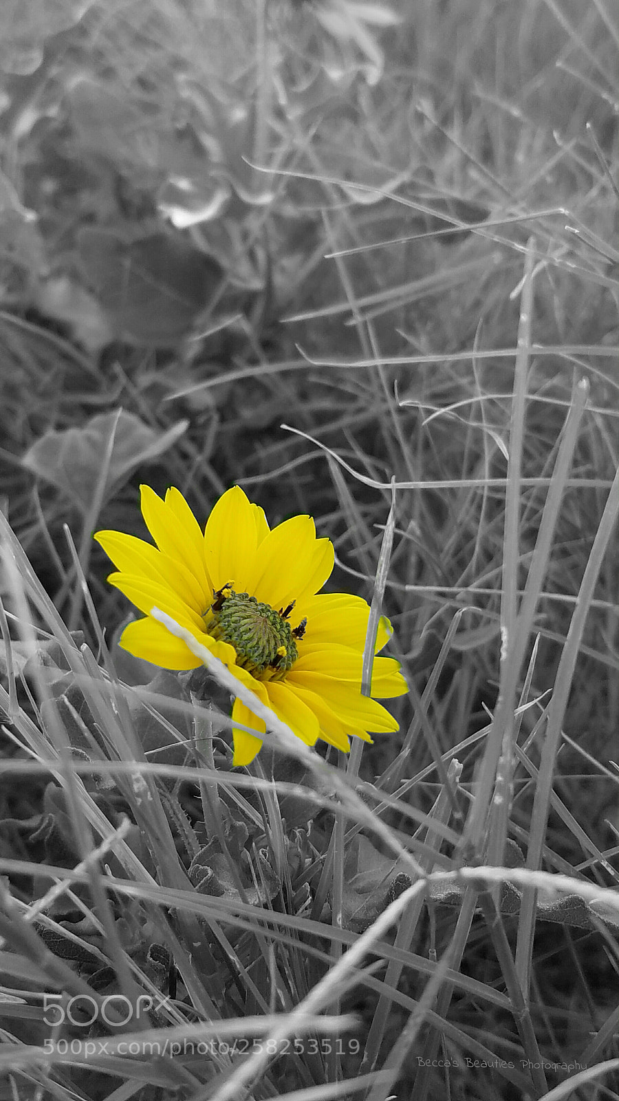 Samsung Galaxy S7 sample photo. Untitled photography