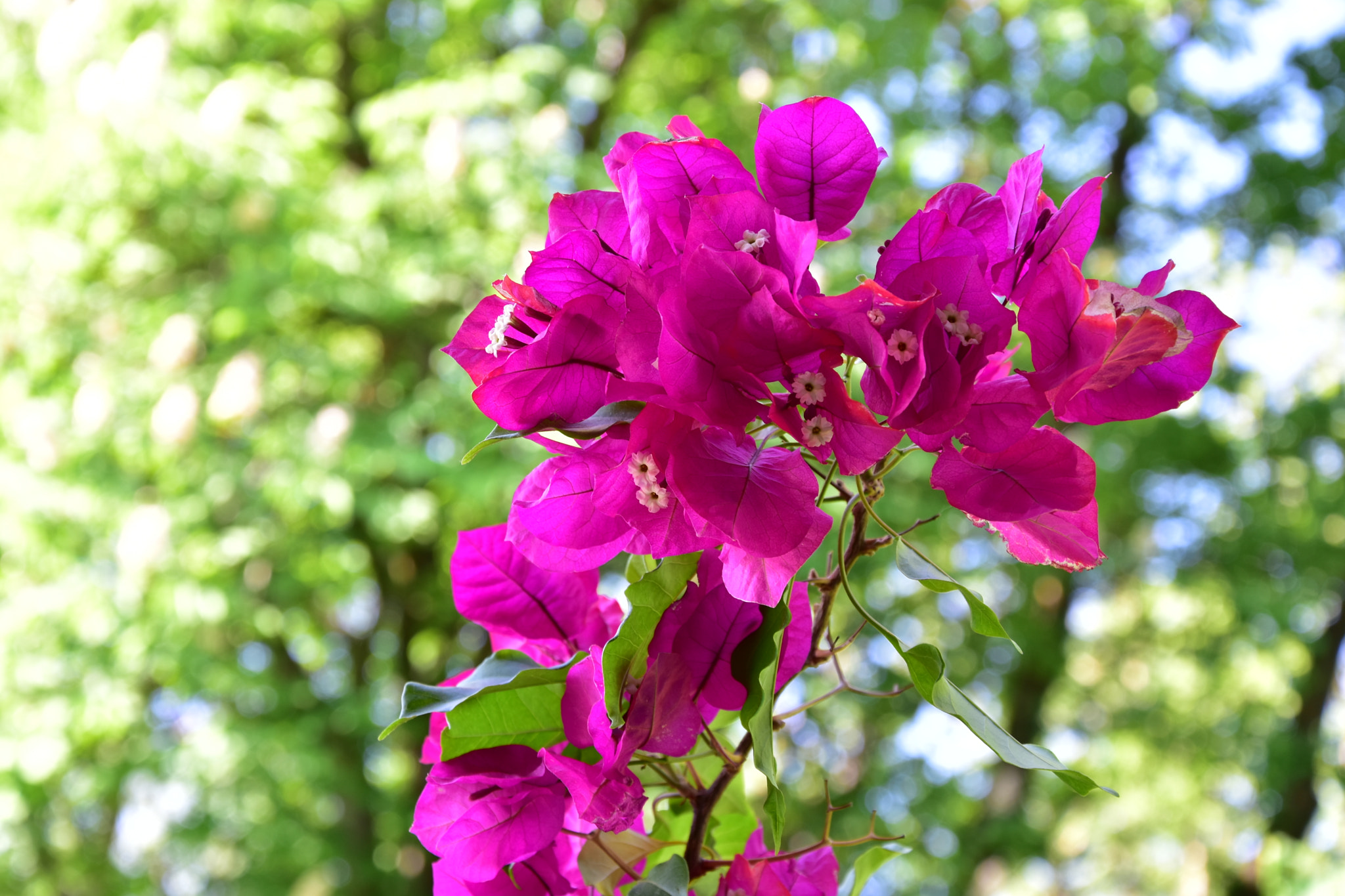 Nikon D5600 sample photo. Dsc photography