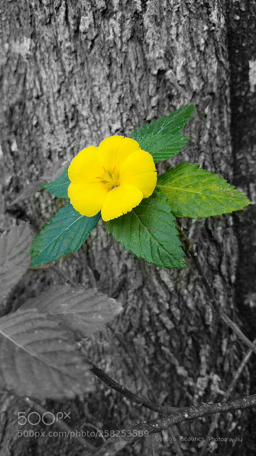 Samsung Galaxy S7 sample photo. Untitled photography