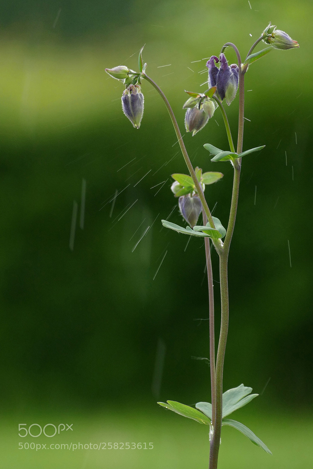 Panasonic Lumix DMC-FZ1000 sample photo. Columbine with raindrops photography
