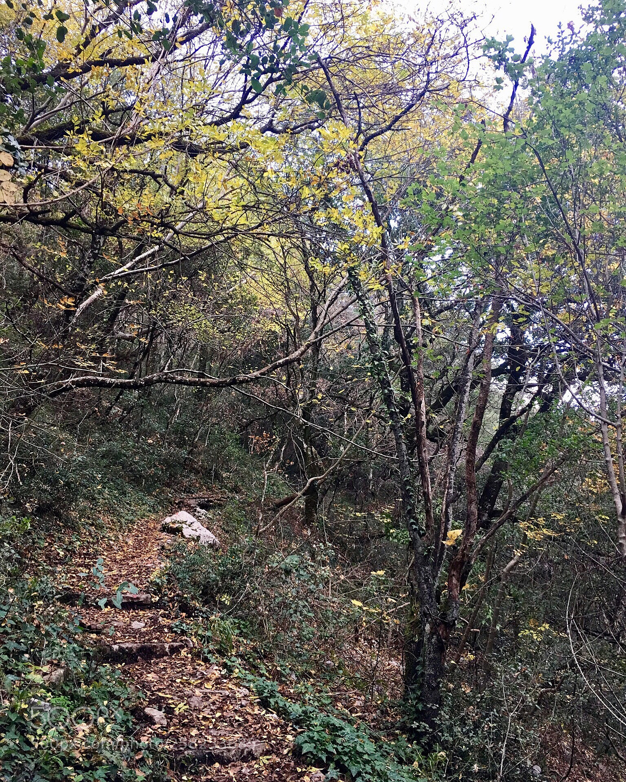 Apple iPhone 6s Plus sample photo. In the woods photography