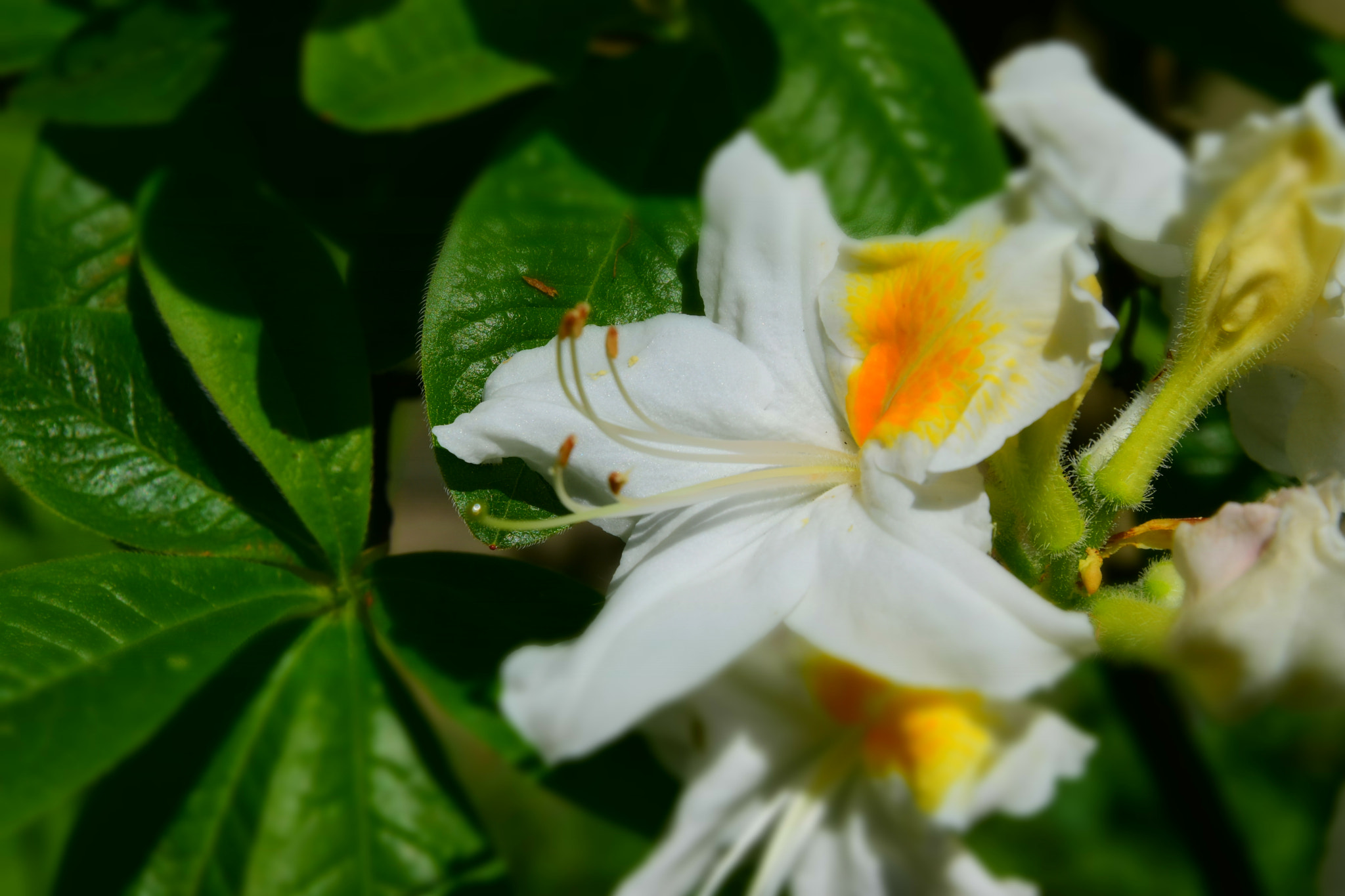 Nikon D5600 sample photo. Dsc photography