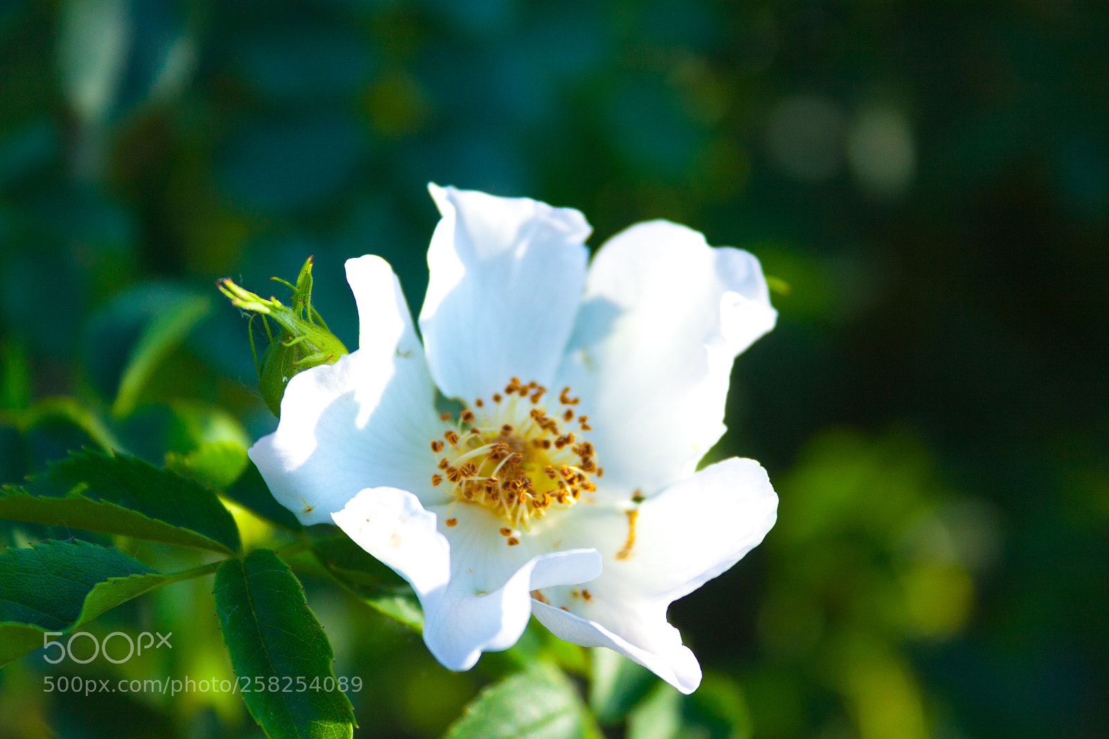 Canon EOS 50D sample photo. Flow photography