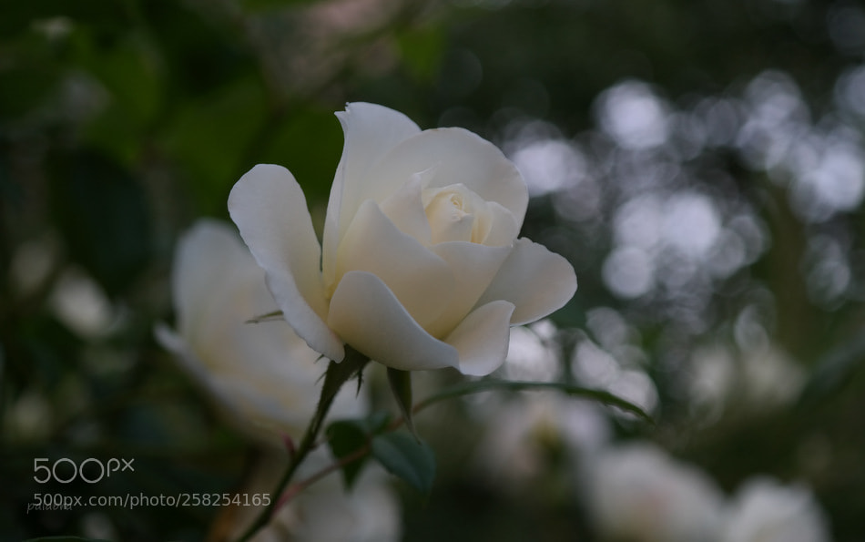 Samsung NX300 sample photo. ... photography