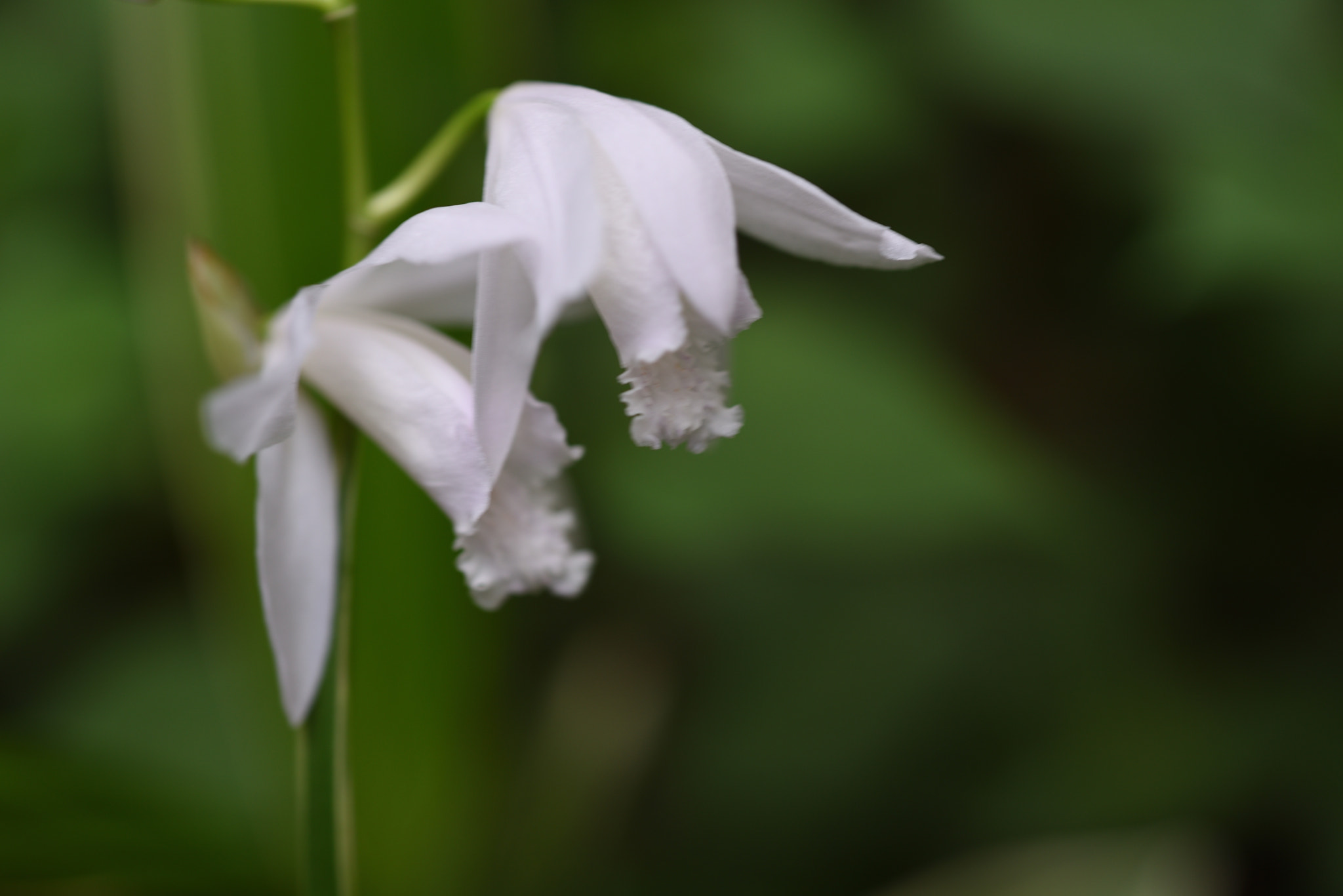 Nikon AF-S Micro-Nikkor 60mm F2.8G ED sample photo. シラン 野々市本町 photography