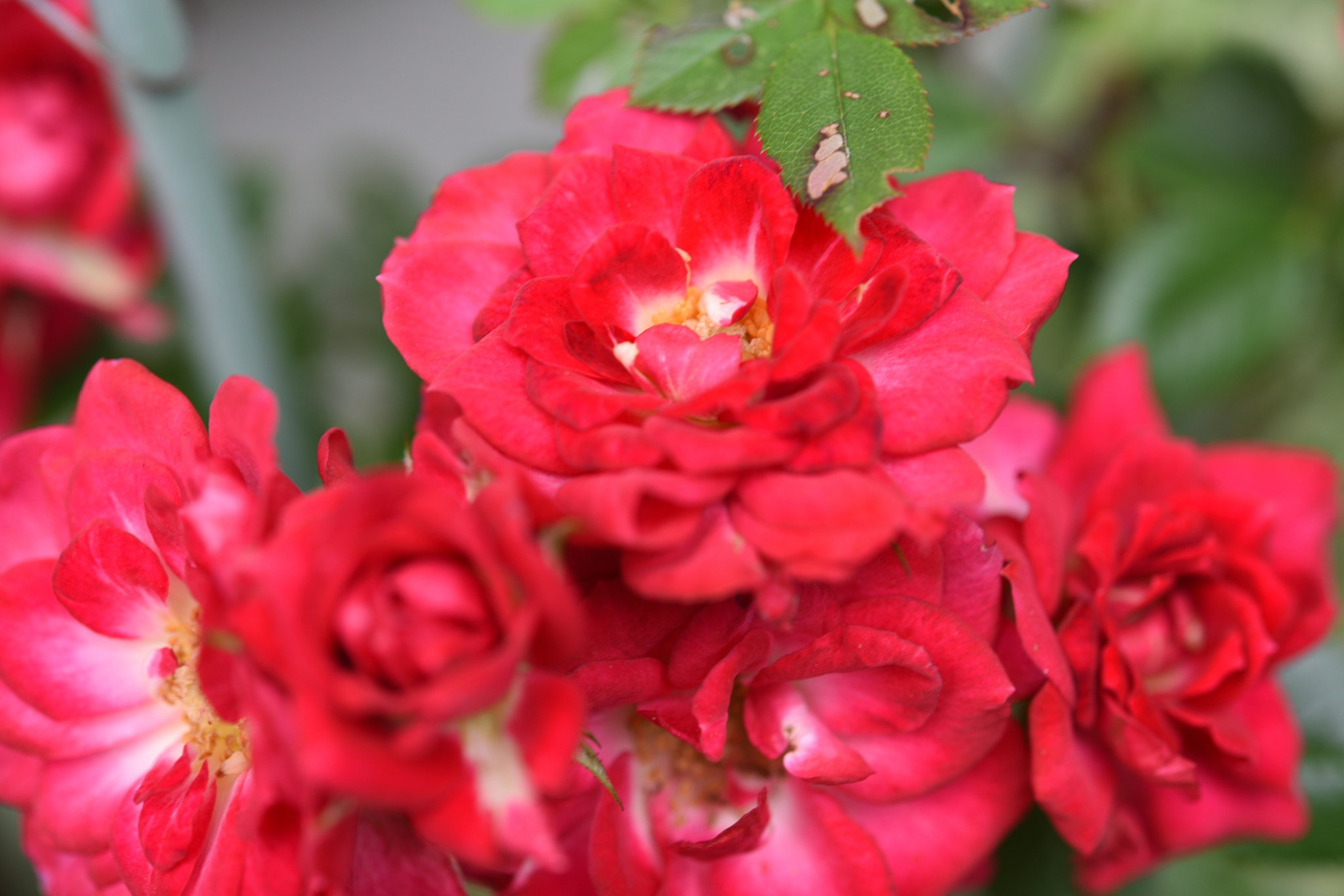 Nikon AF-S Micro-Nikkor 60mm F2.8G ED sample photo. バラ 野々市本町 photography