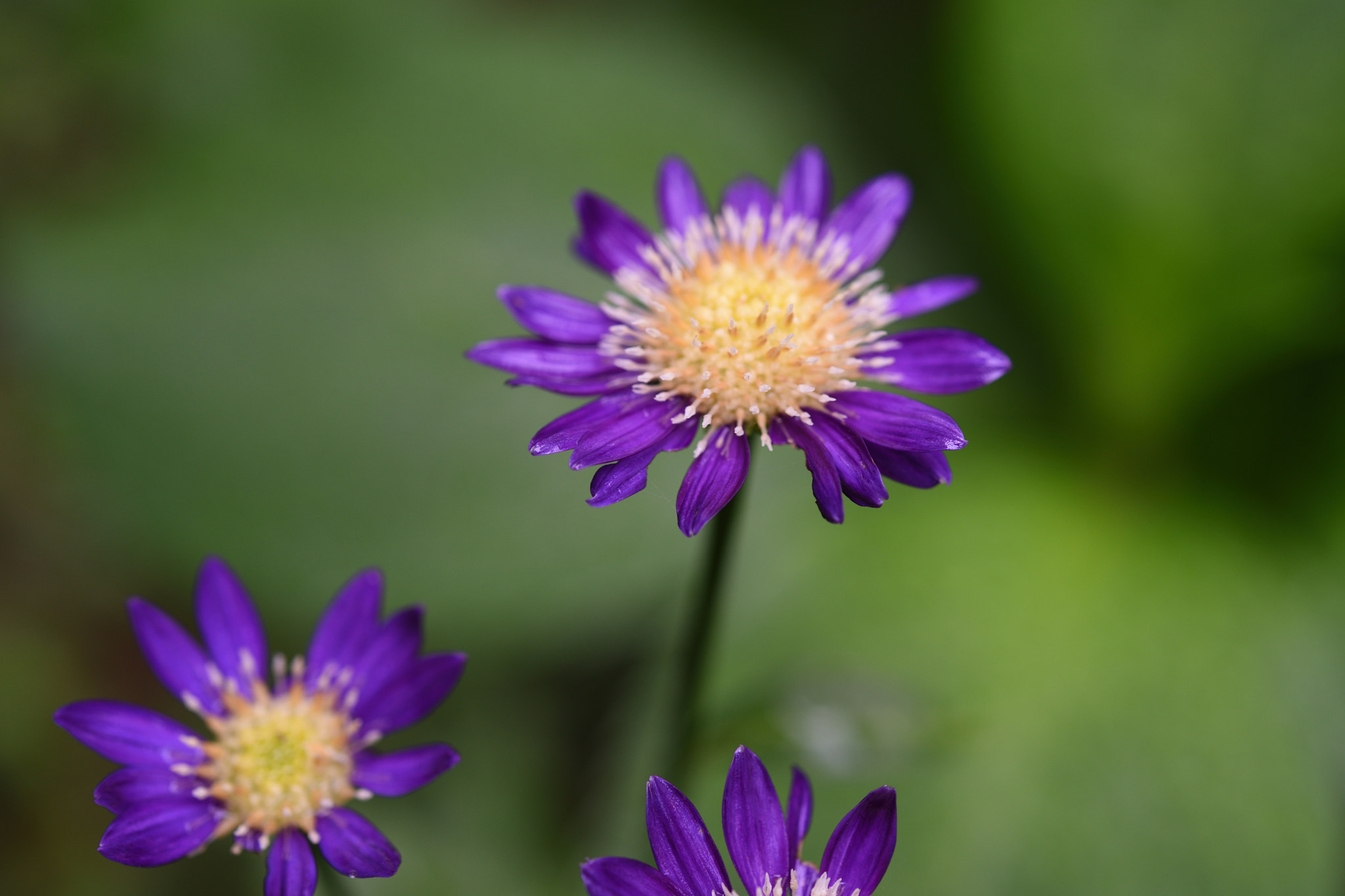 Nikon AF-S Micro-Nikkor 60mm F2.8G ED sample photo. ミヤコワスレ 野々市本町 photography