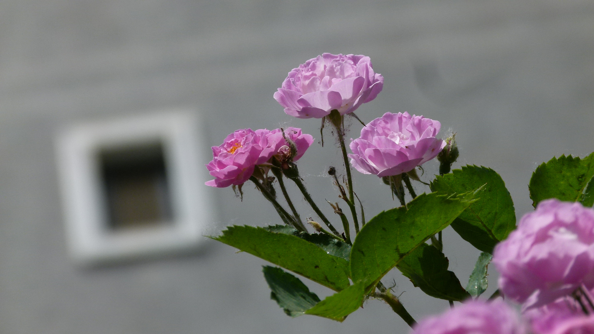 Leica V-Lux 2 sample photo