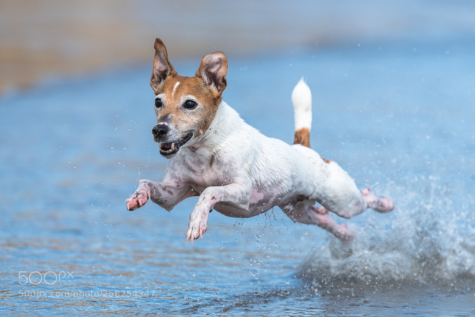 Nikon D750 sample photo. Splash photography