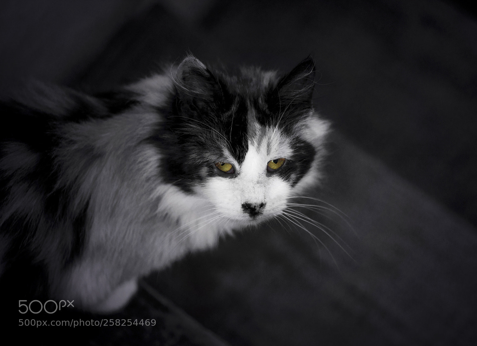 Nikon D3300 sample photo. Cat eyes photography